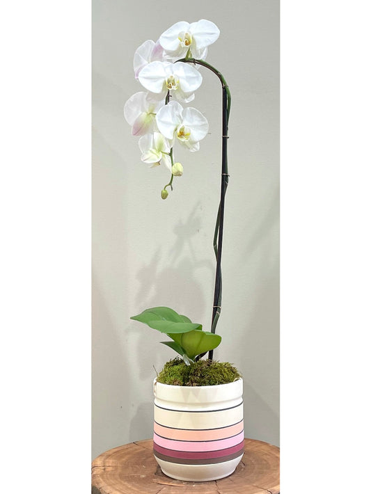 Single Orchid Arrangement: Floral Arrangements
