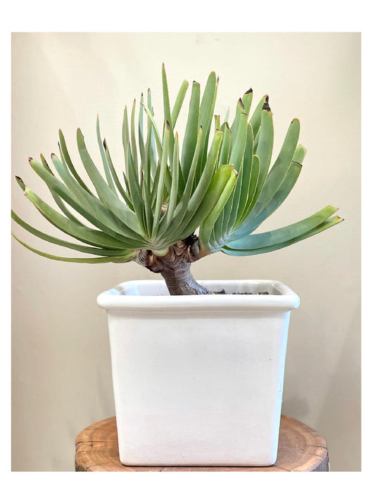 Fan Aloe (plicatilis): Indoor & Outdoor Plants