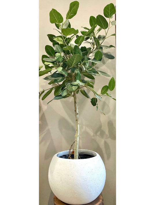 Ficus 'Audrey'