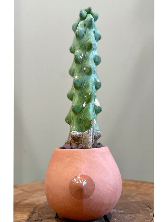 Totem Pole Cactus: Indoor & Outdoor Plants