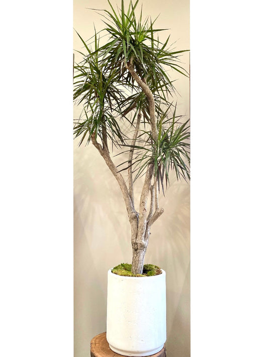 Stump Dracaena Marginata: Indoor & Outdoor Plants