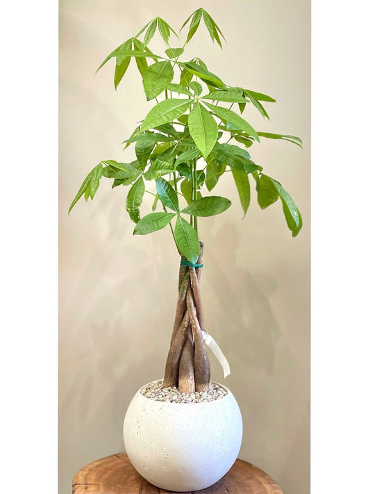 Braided Money Tree: Indoor & Outdoor Plants