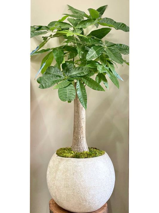 Stump Money Tree: Indoor & Outdoor Plants