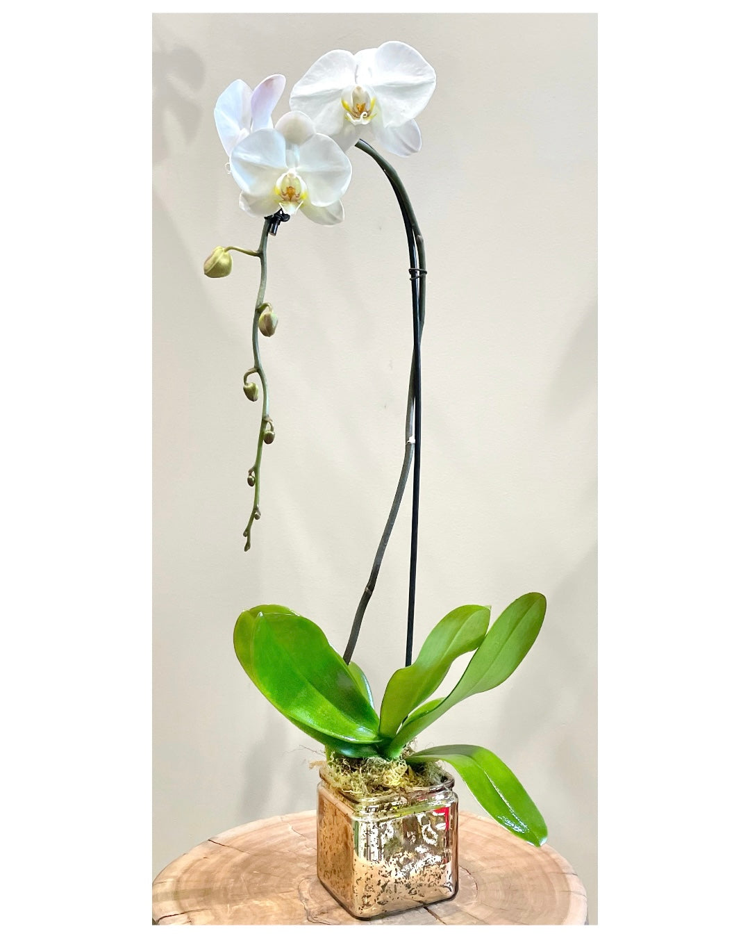 Classy Large Orchid