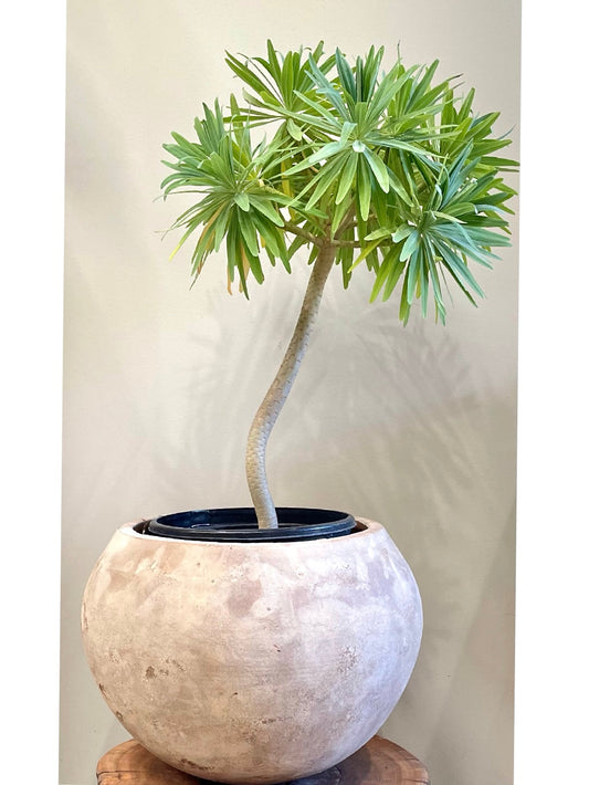 Euphorbia: Indoor & Outdoor Plants