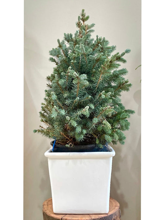 Baby Blue Christmas Tree: Indoor & Outdoor Plants