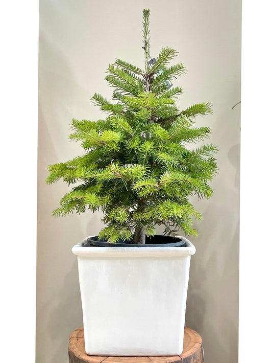 Mini Christmas Tree: Indoor & Outdoor Plants