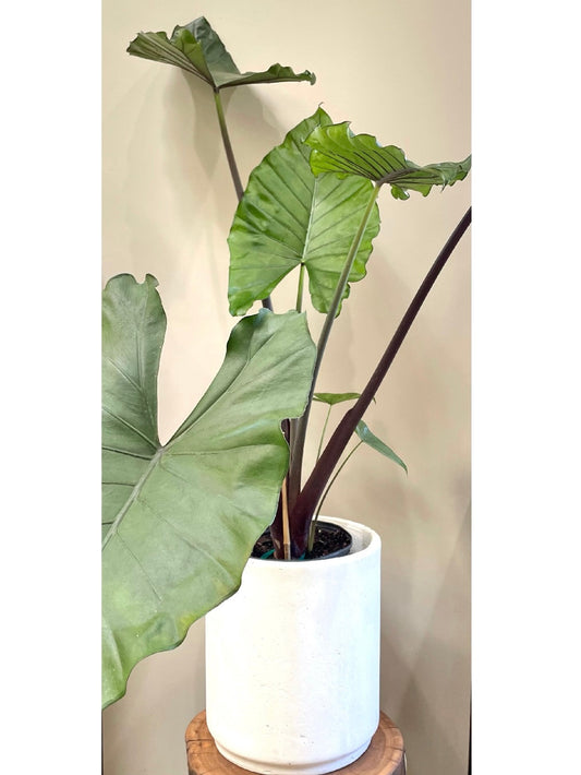Alocasia 'Sumo': Indoor & Outdoor Plants