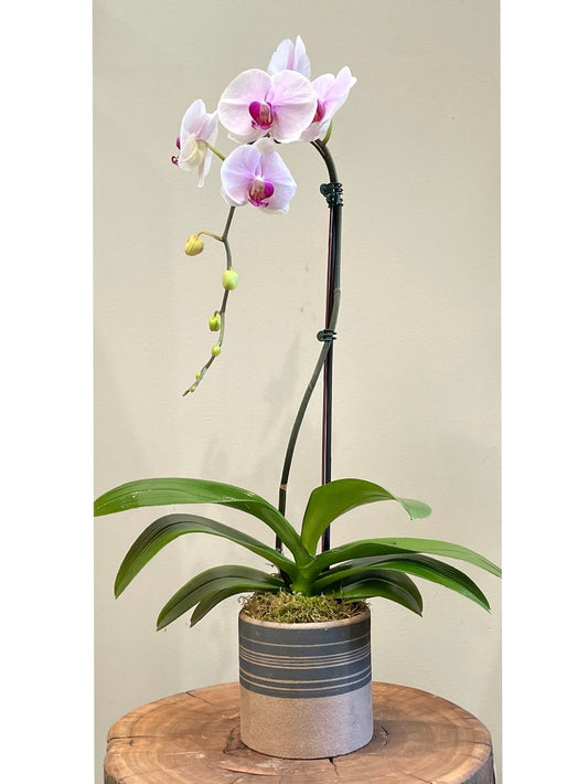 Single Pink Orchid Arrangement: Floral Arrangements