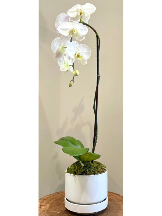 Single Orchid Arrangement: Floral Arrangements