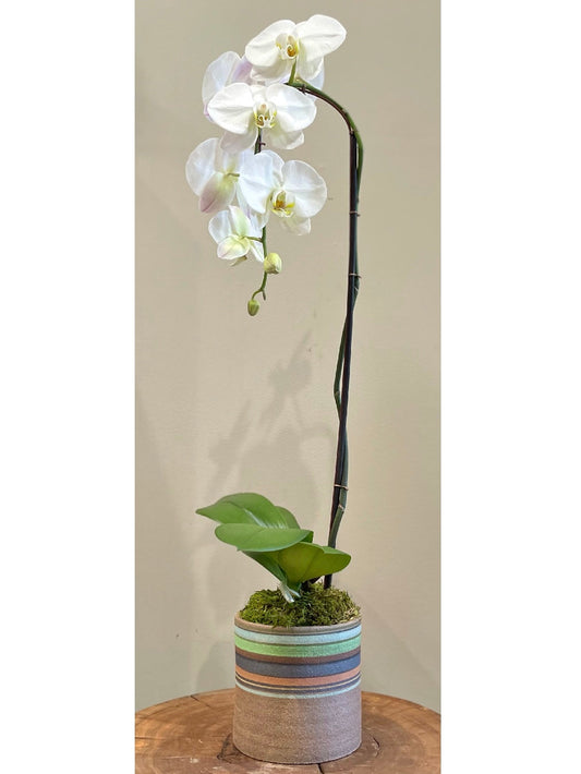 Single White Orchid Arrangement: Floral Arrangements