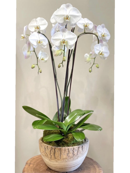 Triple Orchid Arrangement: Floral Arrangements