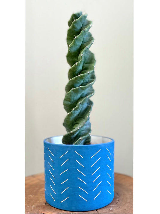Cereus Spiralis: Indoor & Outdoor Plants