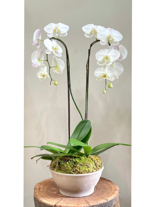 Double Orchid Arrangement: Floral Arrangements