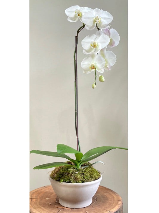 Modern Orchid Arrangement: Floral Arrangements