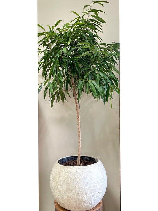 Ficus 'Alii': Indoor & Outdoor Plants