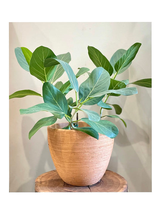 Ficus 'Audrey': Indoor & Outdoor Plants