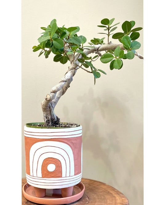Bonsai: Indoor & Outdoor Plants